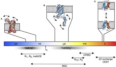 Opportunities and Challenges of Backbone, Sidechain, and RDC Experiments to Study Membrane Protein Dynamics in a Detergent-Free Lipid Environment Using Solution State NMR